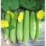 Mướp hương an toàn VietGAP